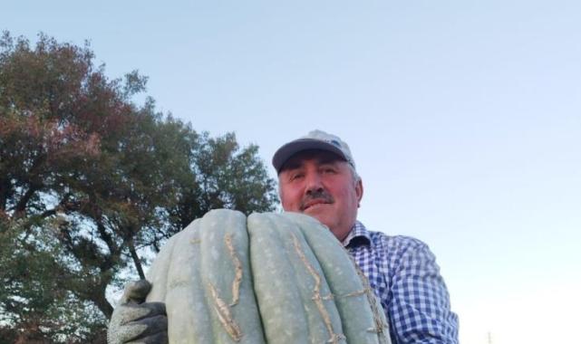Bolu'da hayvan gübresiyle yetiştirilen bal kabağı 40 kilogram oldu