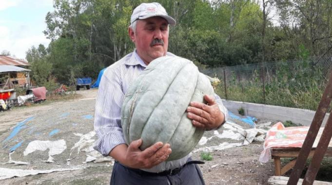 Bolu'da hayvan gübresiyle yetiştirilen bal kabağı 40 kilogram oldu