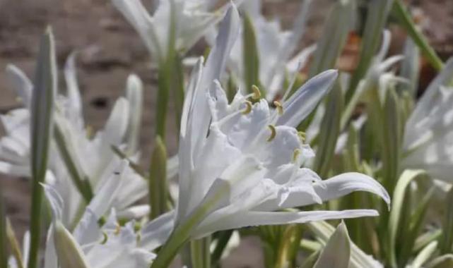 Bu bitkiyi kopartmanın cezası 387 bin TL