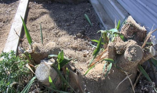 Cem Garipoğlu'nun mezarının son hali