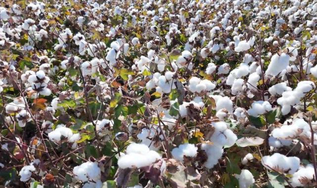Denizli’de pamuk hasadı başladı