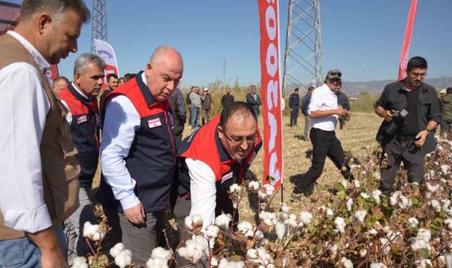 Denizli’de pamuk hasadı başladı