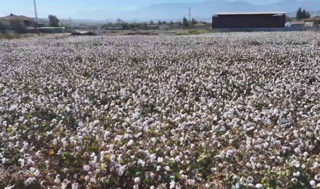 Denizli’de pamuk hasadı başladı