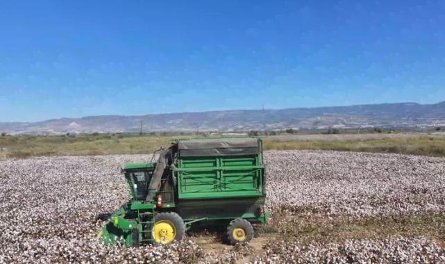 Denizli’de pamuk hasadı başladı