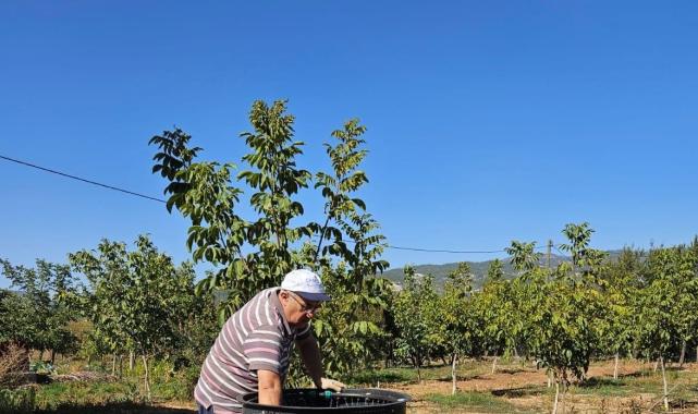 Denizli’nin Çameli ilçesinde ceviz hasadı başladı