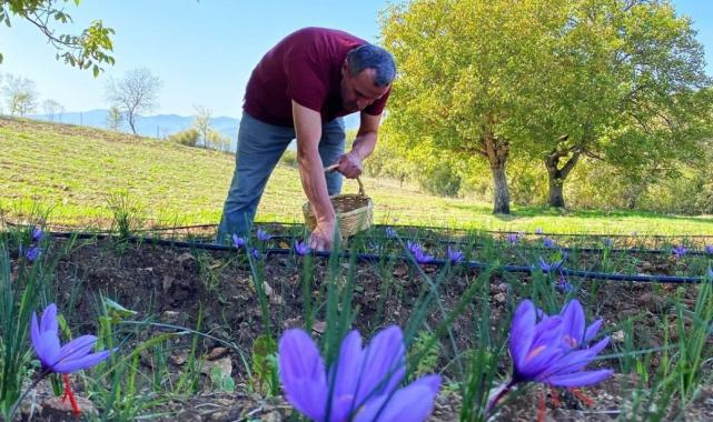Dünyanın en pahalı baharatı safran, Karabük’ün Safranbolu ilçesinde çiçek açmaya başladı