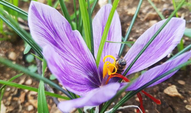 Dünyanın en pahalı baharatı safran, Karabük’ün Safranbolu ilçesinde çiçek açmaya başladı