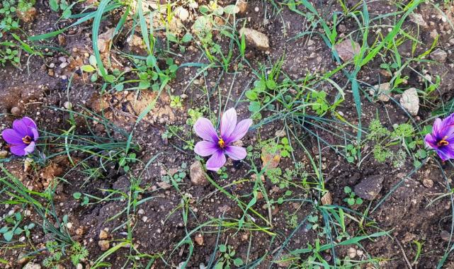 Dünyanın en pahalı baharatı safran, Karabük’ün Safranbolu ilçesinde çiçek açmaya başladı