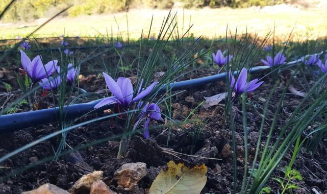 Dünyanın en pahalı baharatı safran, Karabük’ün Safranbolu ilçesinde çiçek açmaya başladı