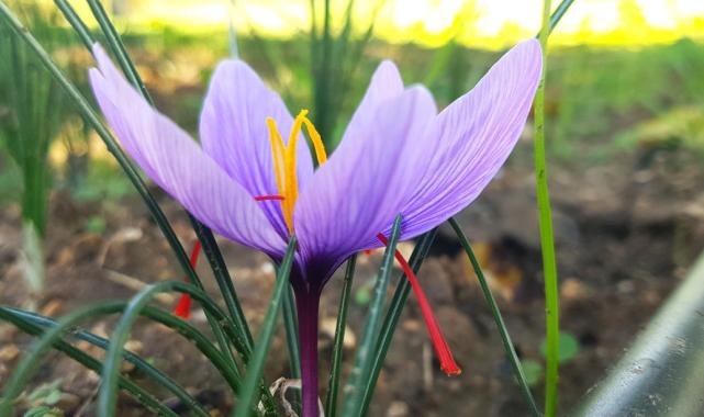 Dünyanın en pahalı baharatı safran, Karabük’ün Safranbolu ilçesinde çiçek açmaya başladı