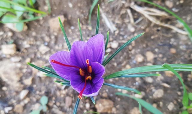 Dünyanın en pahalı baharatı safran, Karabük’ün Safranbolu ilçesinde çiçek açmaya başladı