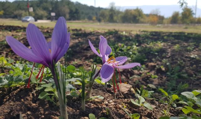 Dünyanın en pahalı baharatı safran, Karabük’ün Safranbolu ilçesinde çiçek açmaya başladı
