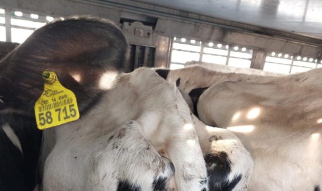 Edirne'de 69 gebe düve, 'mavi dil' şüphesi üzerine imha edildi