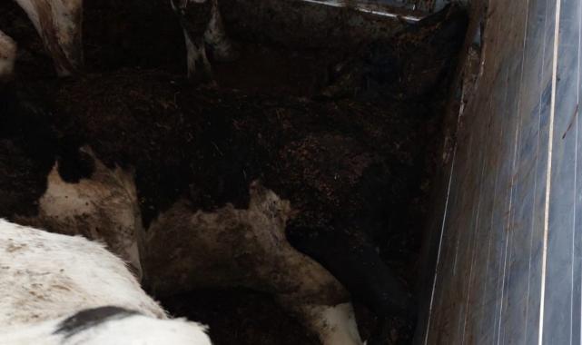 Edirne'de 69 gebe düve, 'mavi dil' şüphesi üzerine imha edildi