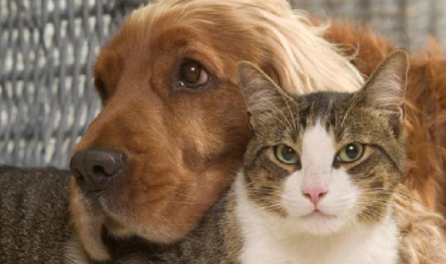 Evsiz hayvanlar raporu yayımlandı... Yüzde 48'inin evi bulunmuyor