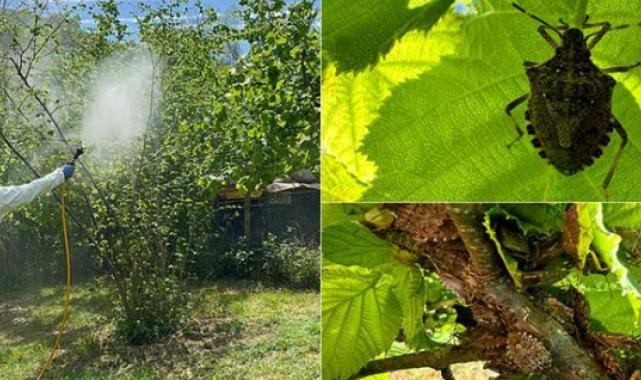 Fındık üreminde kahverengi kokarcaya karşı mücadele hız kazanıyor