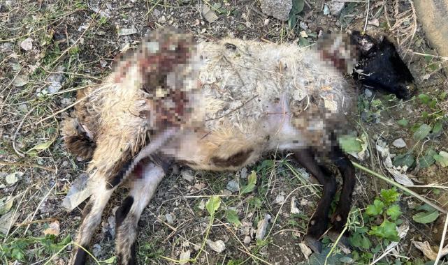 Hakkari'de başıboş köpek vahşeti: Koyunlara saldırdılar