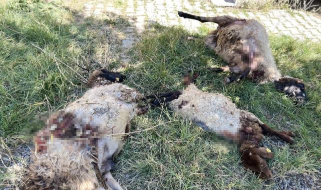Hakkari'de başıboş köpek vahşeti: Koyunlara saldırdılar