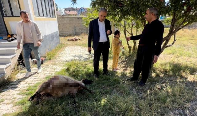 Hakkari'de başıboş köpek vahşeti: Koyunlara saldırdılar