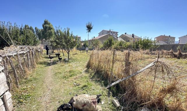 Hakkari'de başıboş köpek vahşeti: Koyunlara saldırdılar