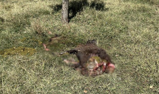 Hakkari'de başıboş köpek vahşeti: Koyunlara saldırdılar