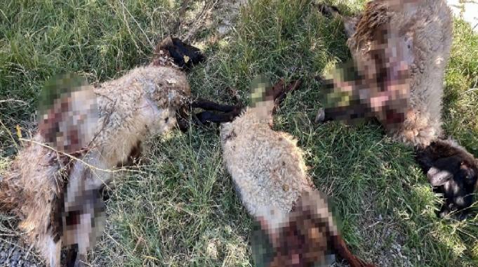 Hakkari&#039;de başıboş köpek vahşeti: Koyunlara saldırdılar