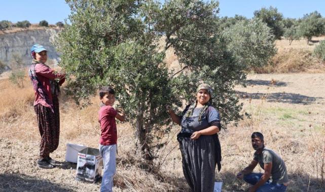 Hatay'da depremin ikiye ayırdığı bahçede hasat
