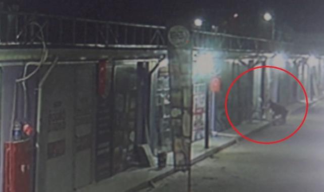 Hatay'da skandal: İş yerinin kapısını açıp kedileri köpeklere parçalattı