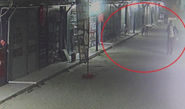 Hatay'da skandal: İş yerinin kapısını açıp kedileri köpeklere parçalattı