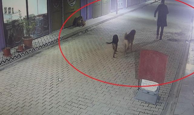Hatay'da skandal: İş yerinin kapısını açıp kedileri köpeklere parçalattı