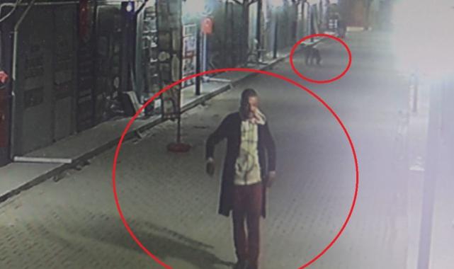 Hatay'da skandal: İş yerinin kapısını açıp kedileri köpeklere parçalattı