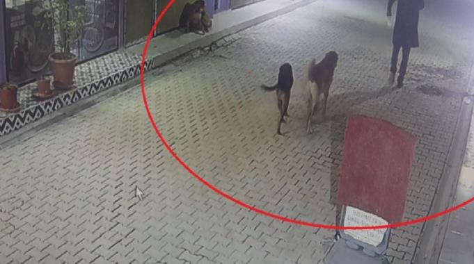 Hatay'da skandal: İş yerinin kapısını açıp kedileri köpeklere parçalattı