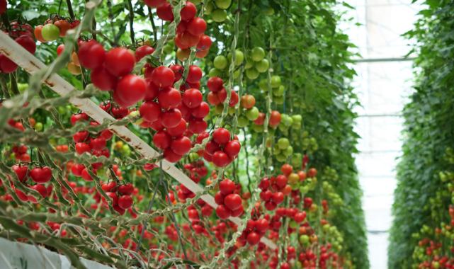 Hektaş'ın hedefi tohumda bağımsızlık