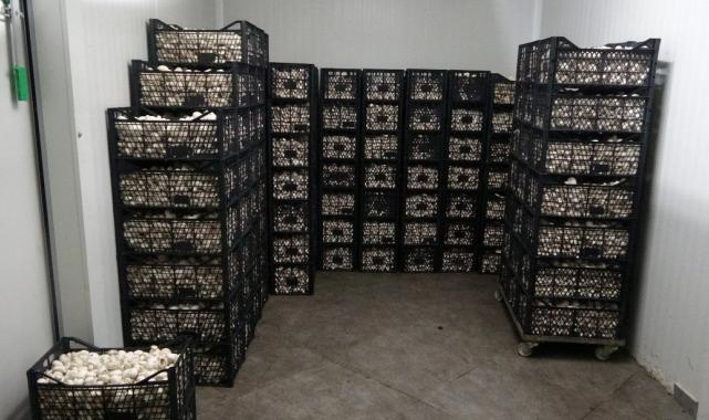 Isparta’da gül ve lavantadan sonra mantar üretimi de yaygınlaştı