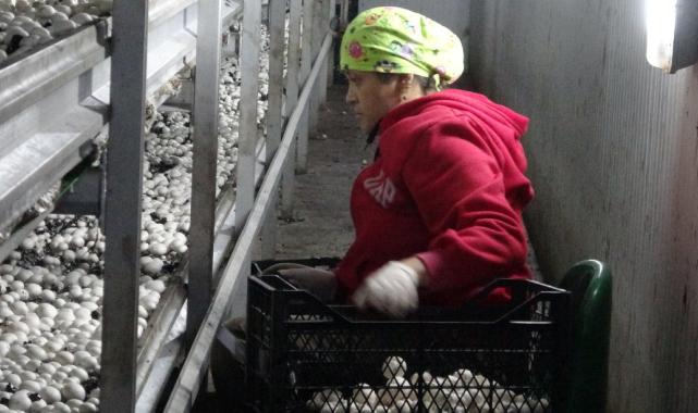 Isparta’da gül ve lavantadan sonra mantar üretimi de yaygınlaştı