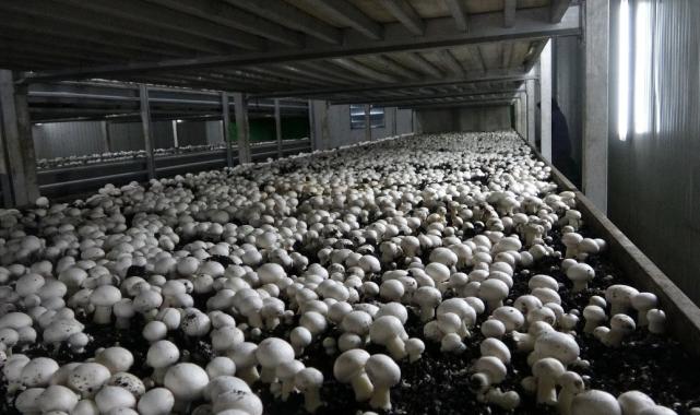 Isparta’da gül ve lavantadan sonra mantar üretimi de yaygınlaştı