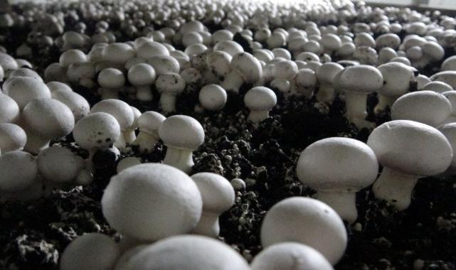 Isparta’da gül ve lavantadan sonra mantar üretimi de yaygınlaştı