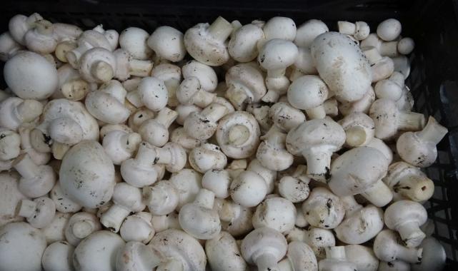 Isparta’da gül ve lavantadan sonra mantar üretimi de yaygınlaştı