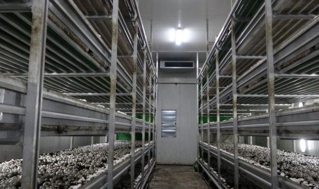 Isparta’da gül ve lavantadan sonra mantar üretimi de yaygınlaştı