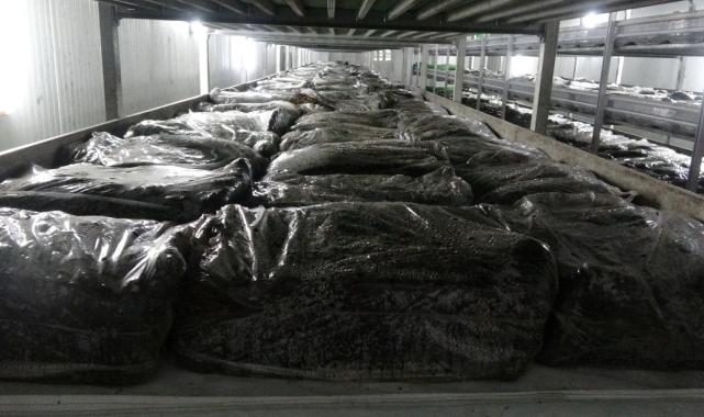 Isparta’da gül ve lavantadan sonra mantar üretimi de yaygınlaştı