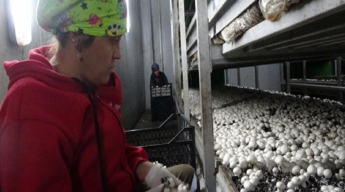 Isparta’da gül ve lavantadan sonra mantar üretimi de yaygınlaştı