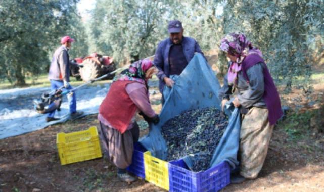 İşte zeytinin 1 kg maliyeti!