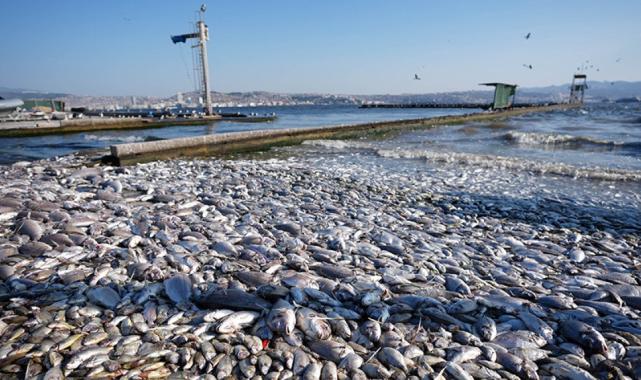 İzmir Körfezi için uygulanacak acil ve kısa vadeli eylem planı hazır