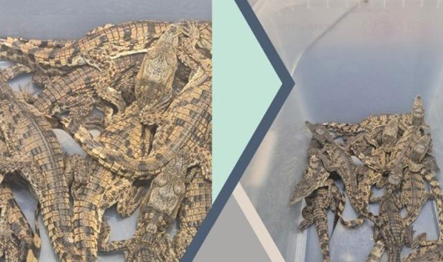 Kaçak yollarla Türkiye’ye getirilen timsahlara el konuldu