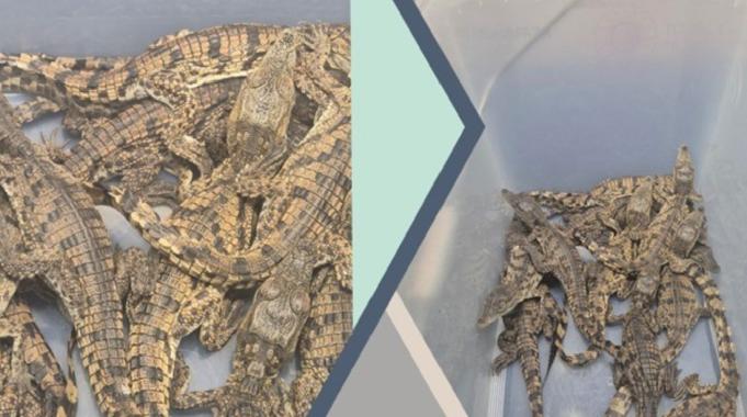 Kaçak yollarla Türkiye’ye getirilen timsahlara el konuldu