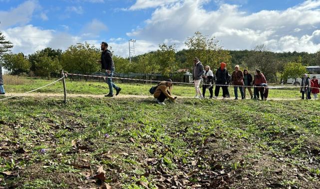 Karabük, Safranbolu'da safranın kilosu 320 bin lira