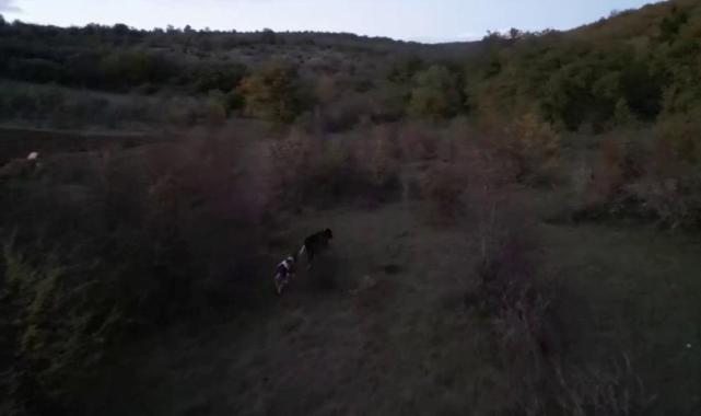 Karabük'te kayıp hayvanları drone buldu