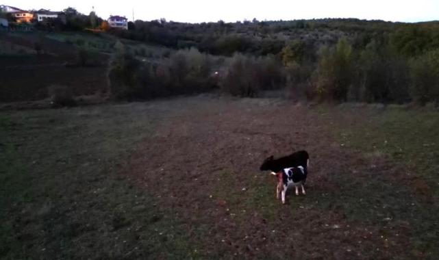 Karabük'te kayıp hayvanları drone buldu