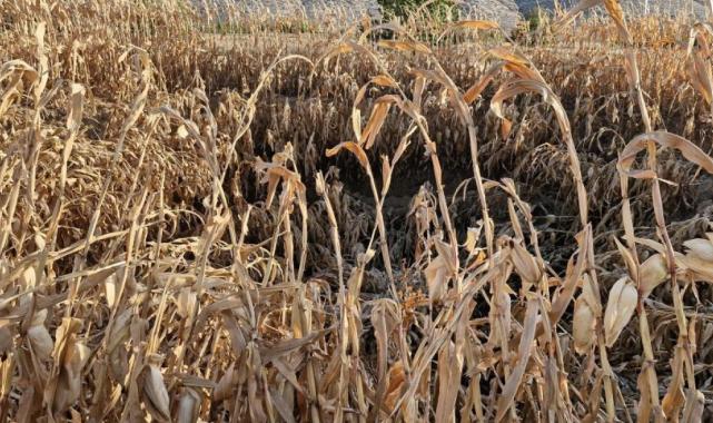 Karaman'da mısır tarlasında 14,5 metre genişliğinde obruk oluştu