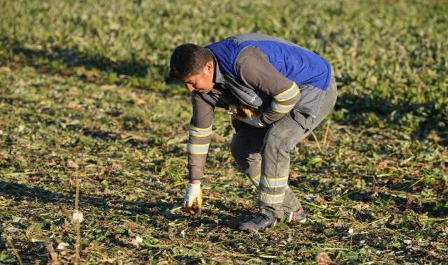 Kırıkkale’de kuraklık şeker pancarının rekoltesini etkiledi